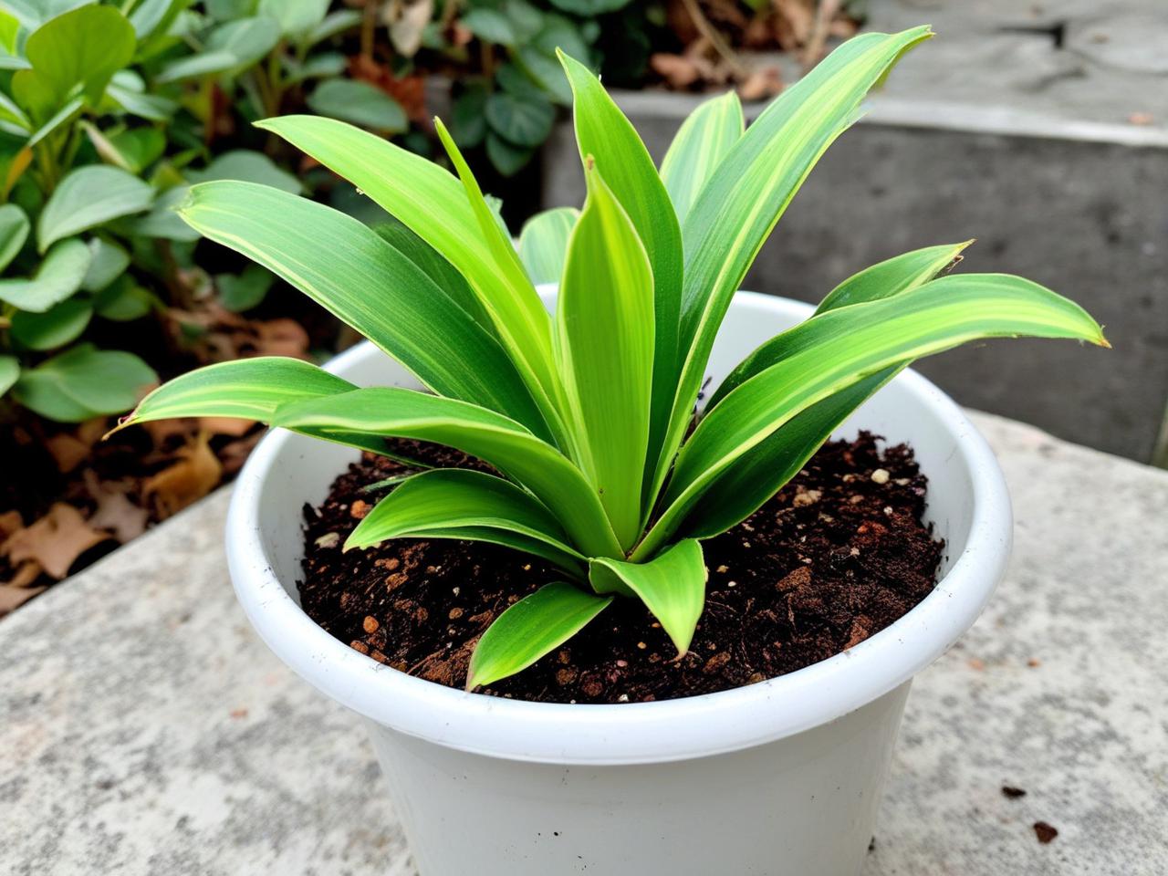 竹叶青非遗传承人，坚守传统工艺，守护峨眉茶味