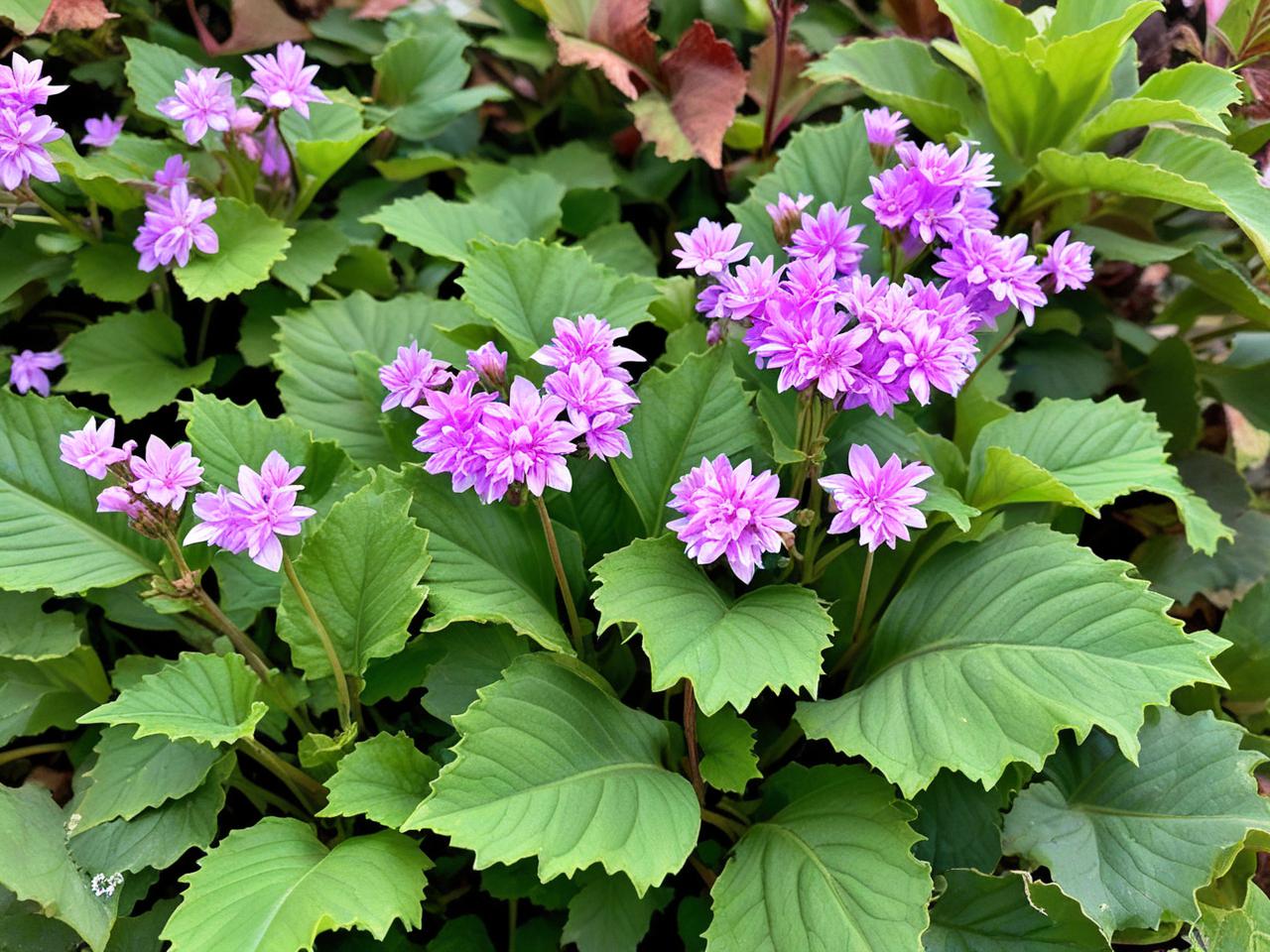 张飞牛肉与川渝婚庆，传统婚礼中，它为何象征着张飞的勇猛？